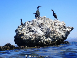 cormorants checking around ignoring me by Aksems Kuzucu 